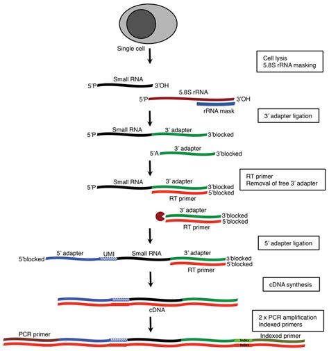 lv small rna seq|Small.